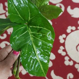 Combo Indoor Oxygen Plants