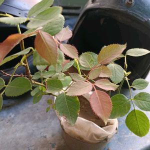 Desi Rose Plant