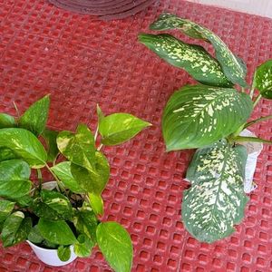 Evergreen Money &.Dieffenbachia Seguine Plant &Pot