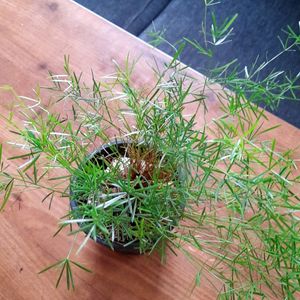 Beautiful Fern ☘️in Pot