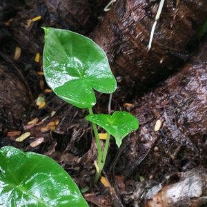 Alocasia Plant ☘️