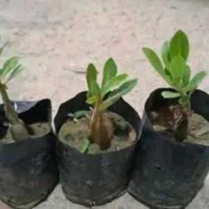 Combo Adenium 3 Color Desert Rose