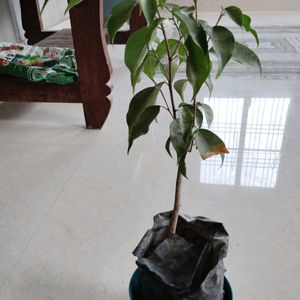 Ficus Plant With Pot & 5 Plan