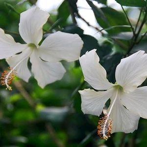 Hibiscus Plant Cutting ((Plane White))