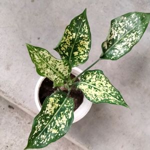 Indoor And Outdoor Plants