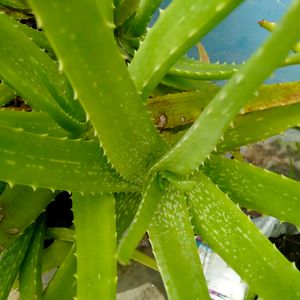 One Aloevera Plants