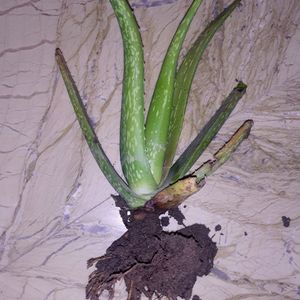 1Aloe Vera Plant /  For Home Garden Without Pot