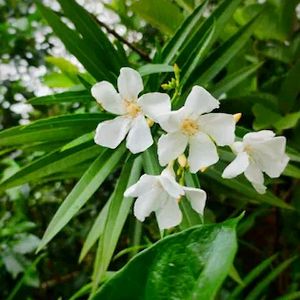 Kanar Permanent Flowering Plant