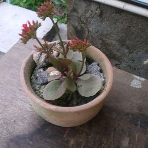 Kalanchoe Plant(3piece)