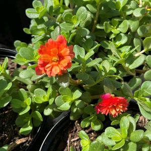 Combo Of 20 Stems OfWhite Portulaca Nd Red Purlane