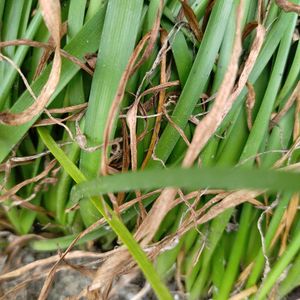 Lily For Home Gardening