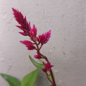 Celosia Live Plant