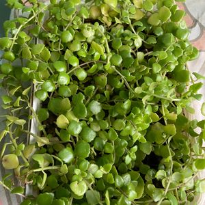 Turtle Vine And Tangled Heart Plant