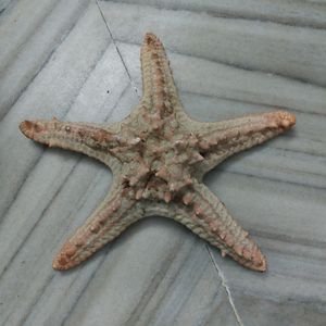 Dried Real Starfish From Kanyakumari.