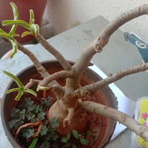 Adenium plant 2