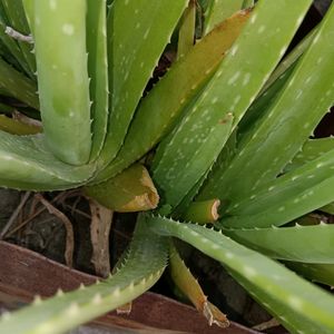 Aloe Plant