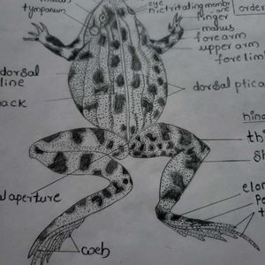 ZOOLOGY  Diagrams  For Student