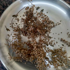 Tulsi Seeds