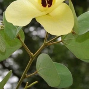 Kanchan Flower Plant With Roots