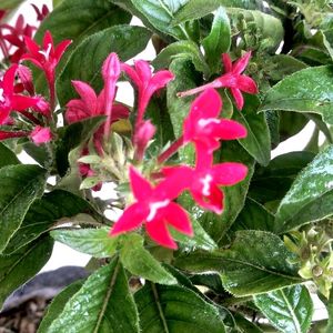 Egyptian Pentas