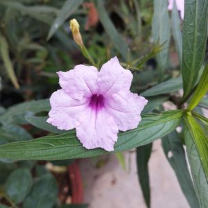 Pink Ruellia tuberosa flower or popping pod bloom