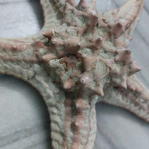 Dried Real Starfish From Kanyakumari.