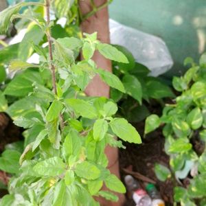 Tulsi Plant