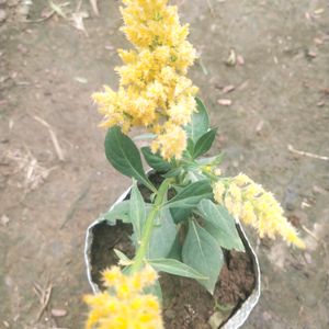 Celosia Plumosa Forest Fire Dwarf Flower