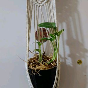 Plant Hanging