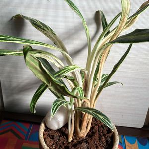 Chinese Evergreen Bai Kaw Indoor Plant