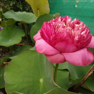 Lotus Tuber Live Plant