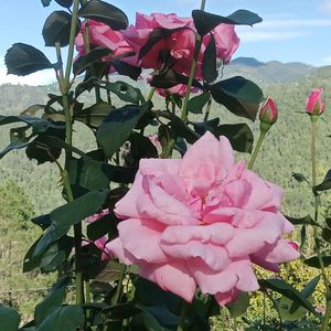 Beautiful Pink Rose Root 💗