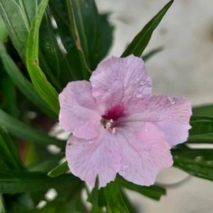 Mexican Petunia Live Plant