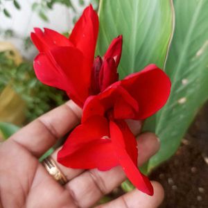 Red Canna Lilly Sapling