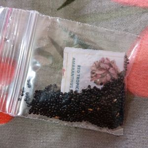 Combo Of 8 Vegetables Seeds