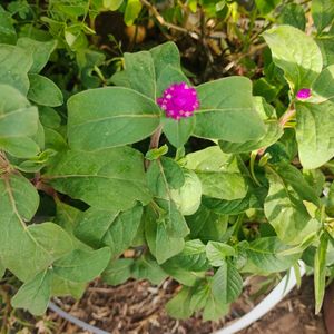 Vadamali Saplings 5