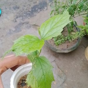 Shiwili Plant Shapling