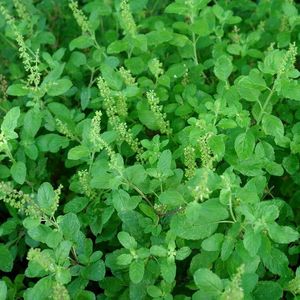 Rama Tulsi Seeds