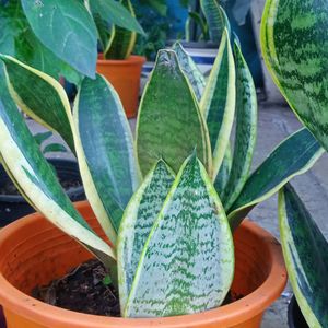 Bunch Of Three Healthy Sanseveria plants Without Pot...