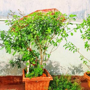 Tulsi Plant, Rama Holy Basil