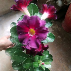 Beautiful Adenium Mock Desert Rose Flower Plant