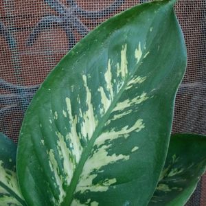 Combo Of Two Plants -Dieffenbachia And Giloya