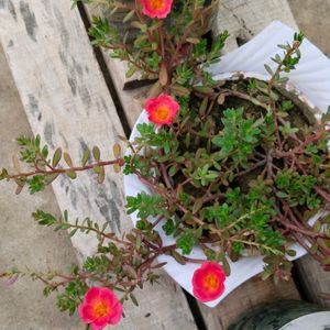 Portulaca Plant Cutting -Dark Peach Colour