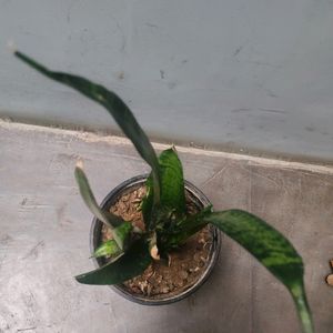 Snake Plant Sapling, Indoor Plants