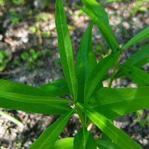 Yellow Karabi Plant