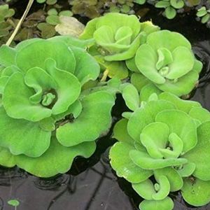 Water Cabbage ( Pack Of 2 )