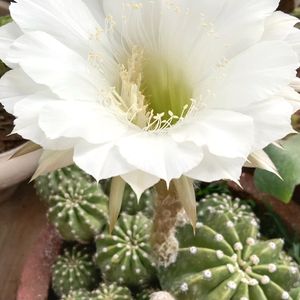 Easter Lily Cactus