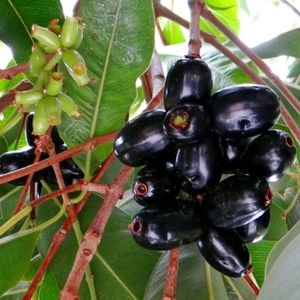 8 Plant Papaya Aleovera Jamun Portulaca And Ajwain