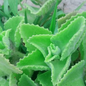 Healthy Ajwain Plant With Roots