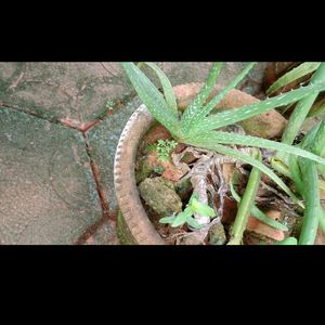 Aloe Vera Plant 🌵